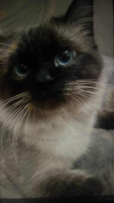 1 male Siamese for sale