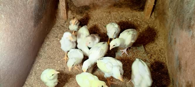 Heera chicks for sale
