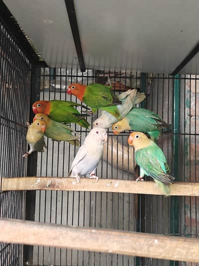 parblue opline pal fallow