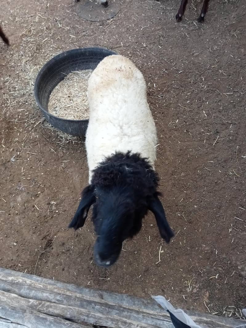 goats 0