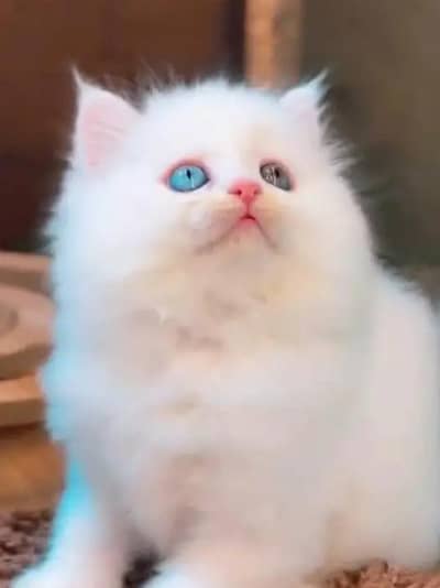Persian female kitten for sale delivery available all Pakistan
