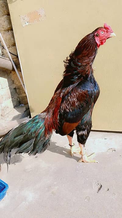 amroha mirthi aseel breedar birds