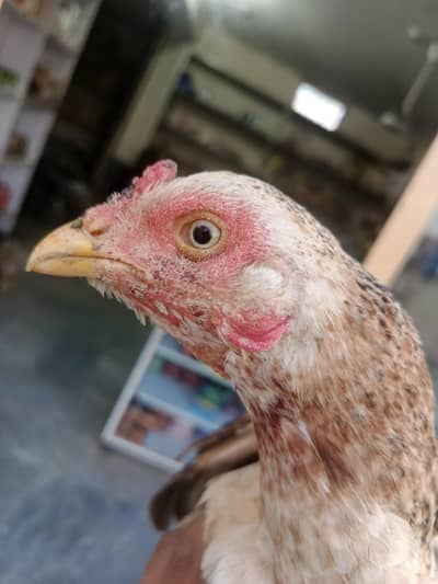 kurak aseel madi high quality