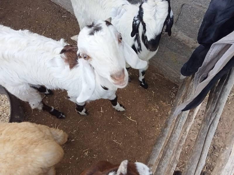 goats 1