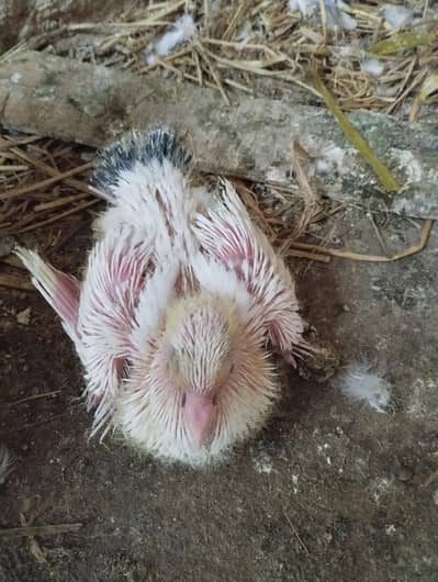 black tail lucky check