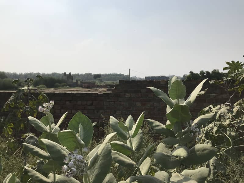 Only for Multinationals Plot 2