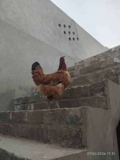 Pure Desi hens 1 murga and 3 murgi he eggs deti he