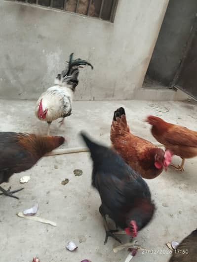 Pure Desi hens 1 murga and 3 murgi he eggs deti he