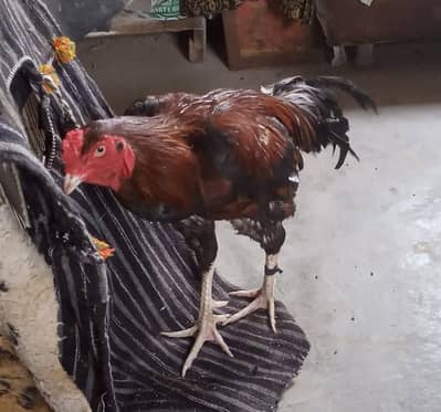 Aseel Hens Setup For Sale 2 Males 4 Females & 7 Chicks 03162918168