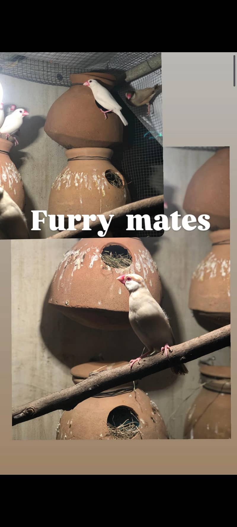 White Java and Fawn Java Colony 0