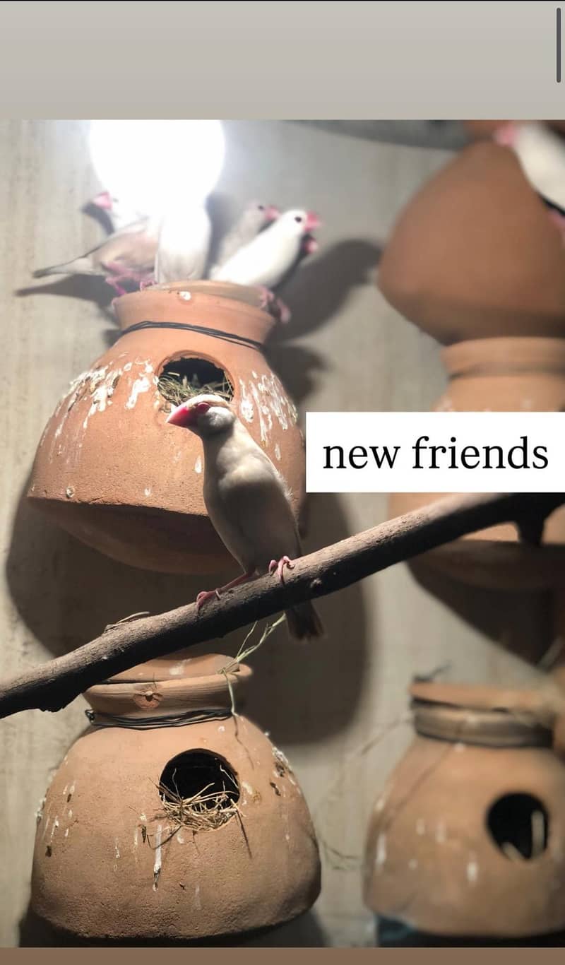 White Java and Fawn Java Colony 1