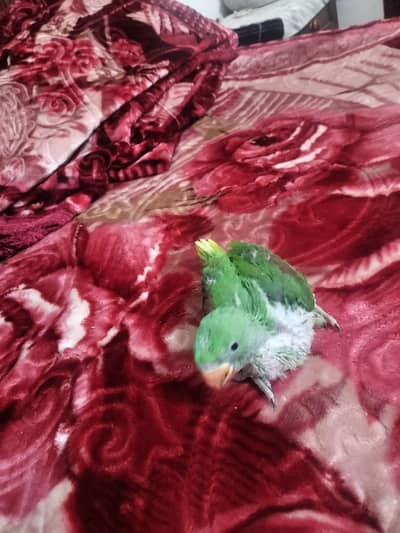 raw parrot chick for sell healthy or active ha or hand feed per ha
