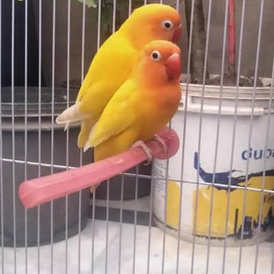 love bird Latino