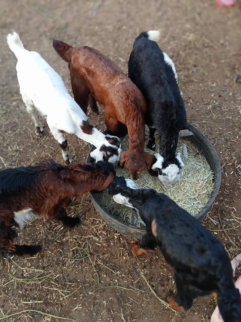 goats 2