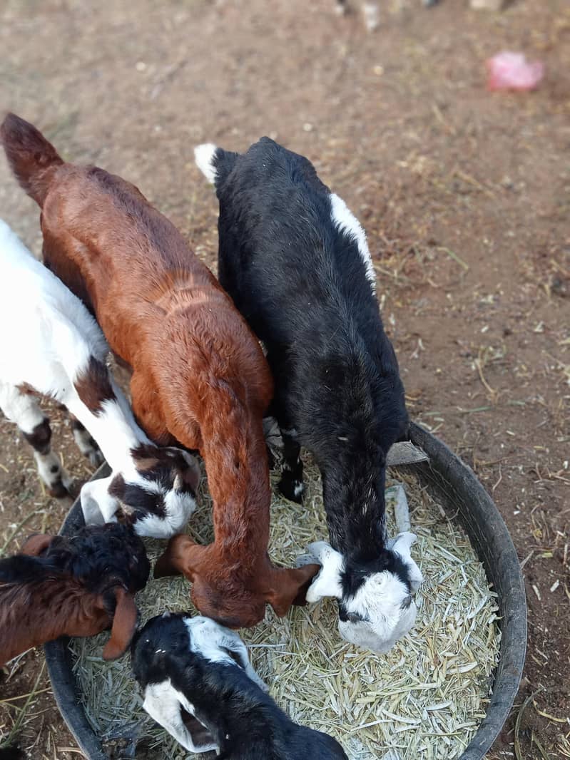 goats 3