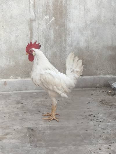 3 male active health