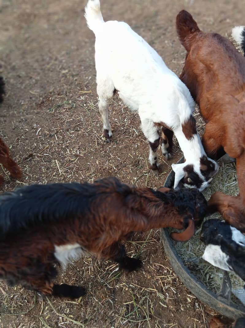 goats 4