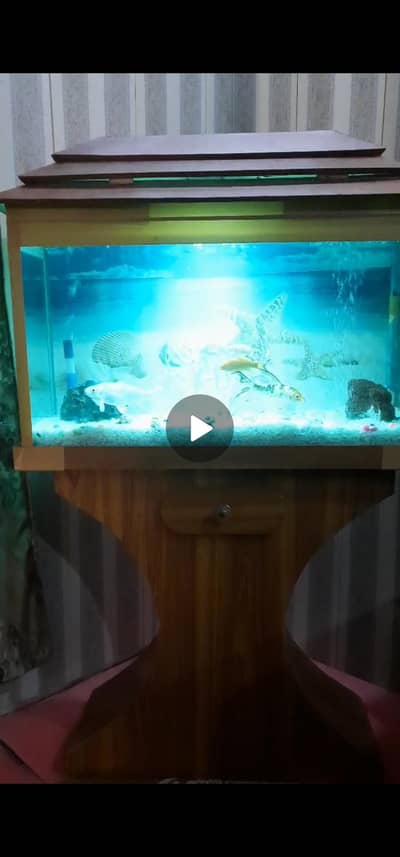 2 Koi fish + Aquarium + pump + decor + heater + Filter