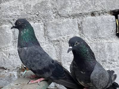 Pigeons