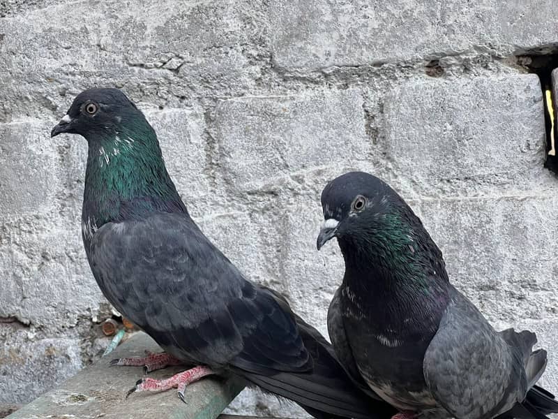 Pigeons 0