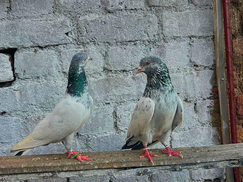 Pigeons 2