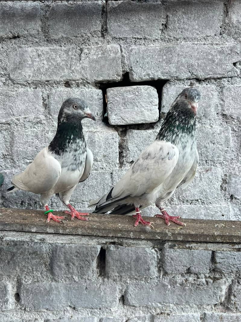 Pigeons 3