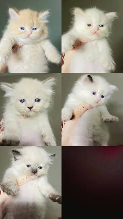 Persian kittens