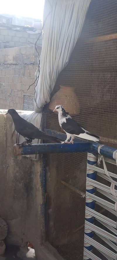 pigeon . . . . WhatsApp number mentioned check now