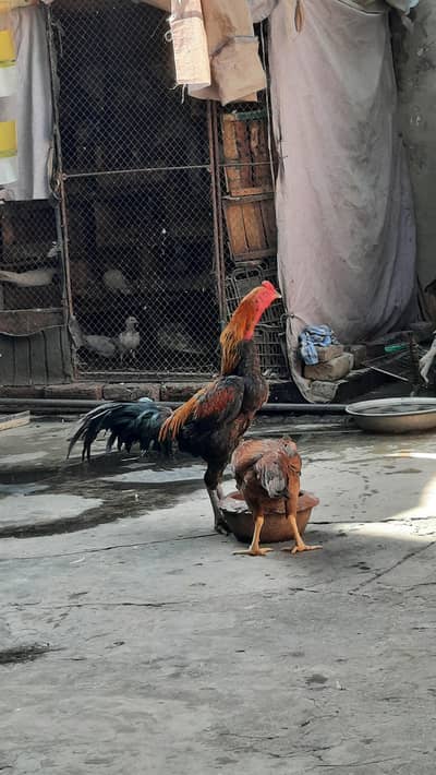 pakoya trad patha  bht acha hai r mazbot be hai