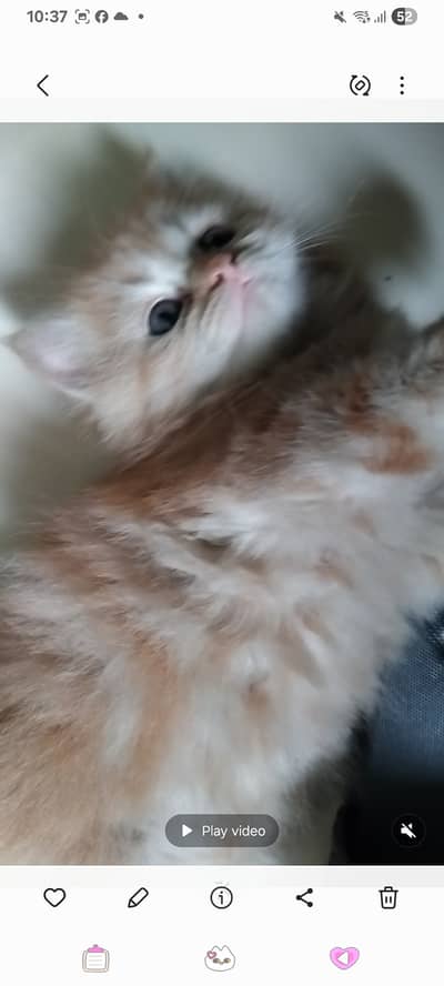 0321 2114500 contact