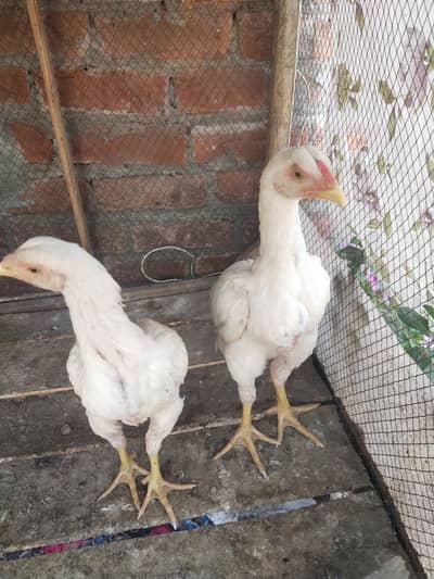 WHITE IMPORTED ASEEL YOUNG CHICK PAIR AVAILABLE