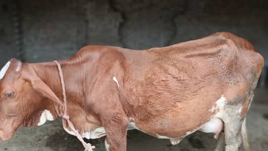 خوبصورت گائے برائے فروخت - دوسری سؤ (2nd Calving