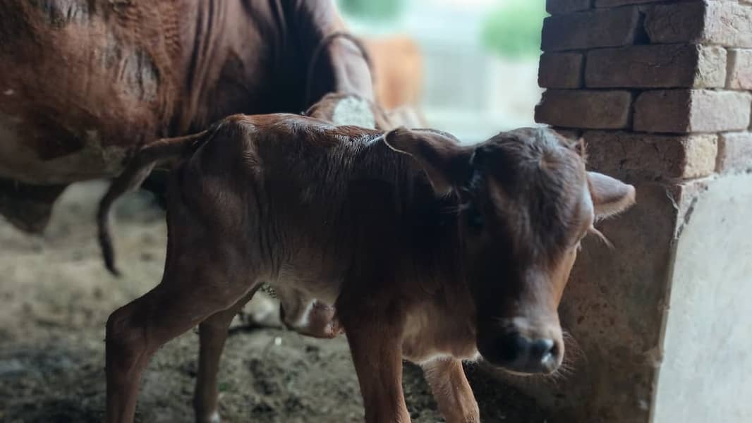 خوبصورت گائے برائے فروخت - دوسری سؤ (2nd Calving 2