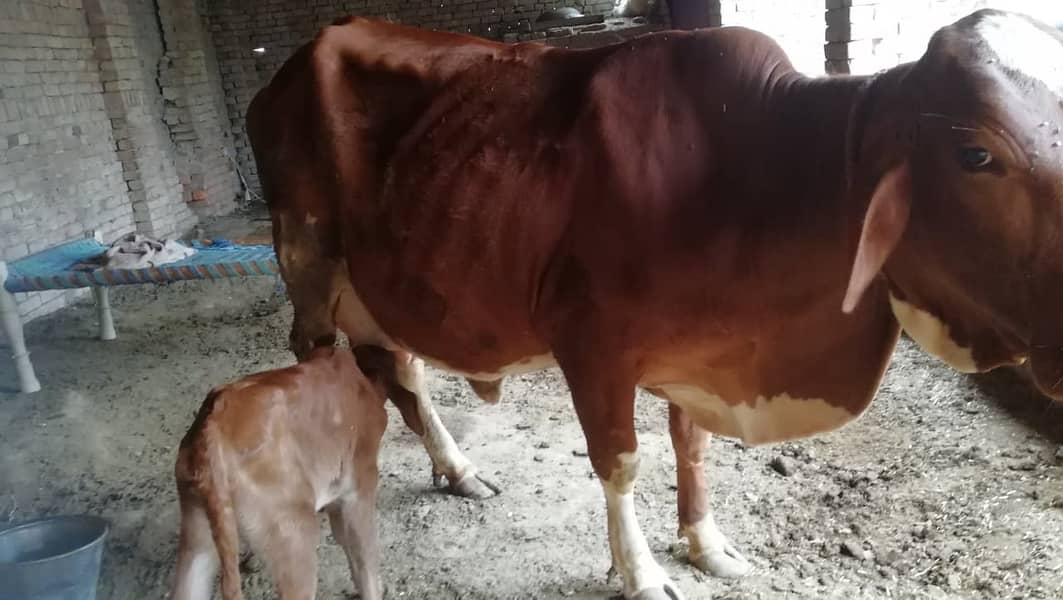 خوبصورت گائے برائے فروخت - دوسری سؤ (2nd Calving 3