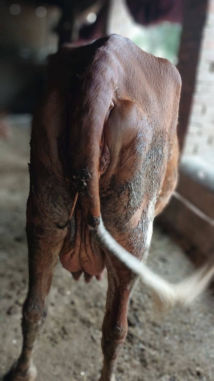 خوبصورت گائے برائے فروخت - دوسری سؤ (2nd Calving 4