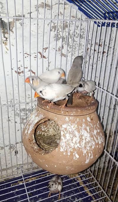 Zebra Finches breeder pair with chicks