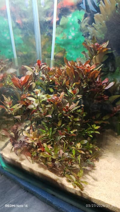 Aquarium Plants
