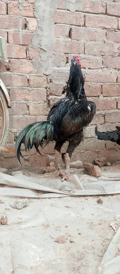 Thai + pokay male long highted