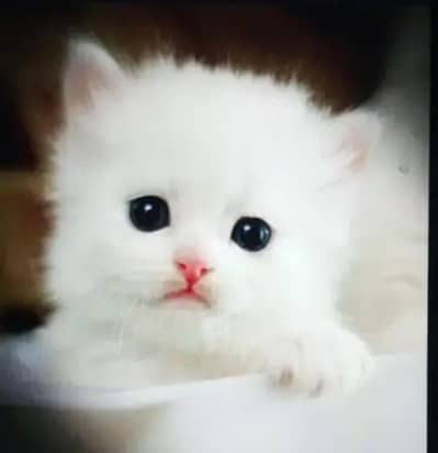 Persian female kitten for sale delivery available all Pakistan