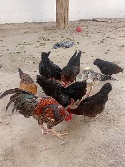 Healty lying eggs daily