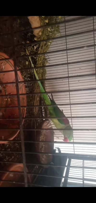 raw Piar with Bacha or cage