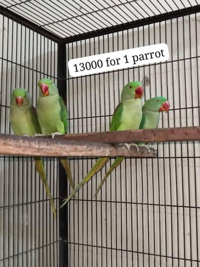Raw parrots 0321.7242445 only call