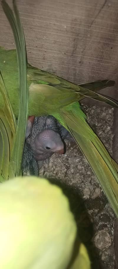 Ringneck chicks for sale