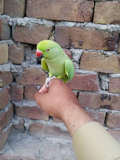 hand tam parrot  for sale