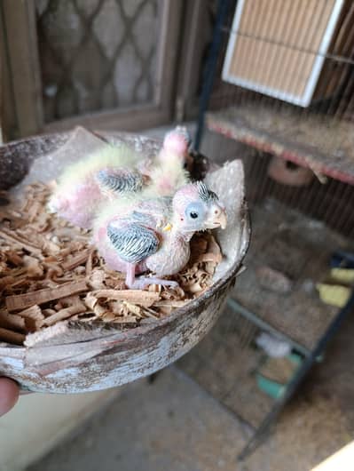 Cocktail Chick Available for handtame