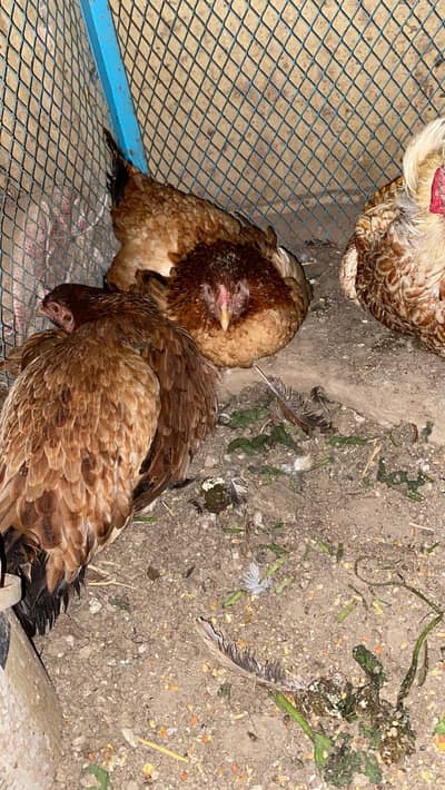 Egg available 3 murgi available per piece 8000 Kurk murgi