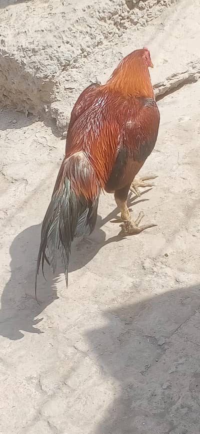 Aseel pathi patha . . . . . . 1 pathi 3 pathy