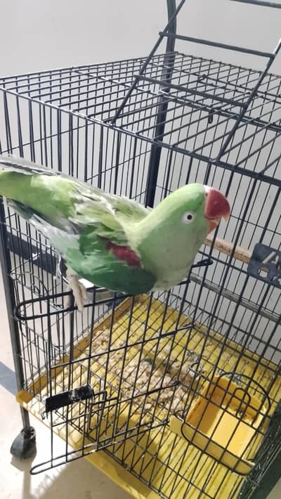 arjant sale This parrot sits on your hand and talks too.