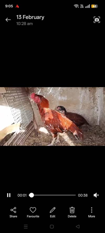 qandhari and jagiri chozay