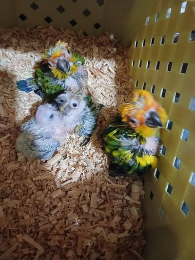 Suncounre chicks Available